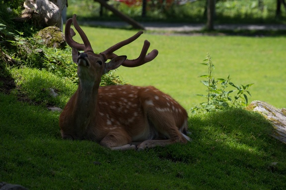 20130726-FOX 8749