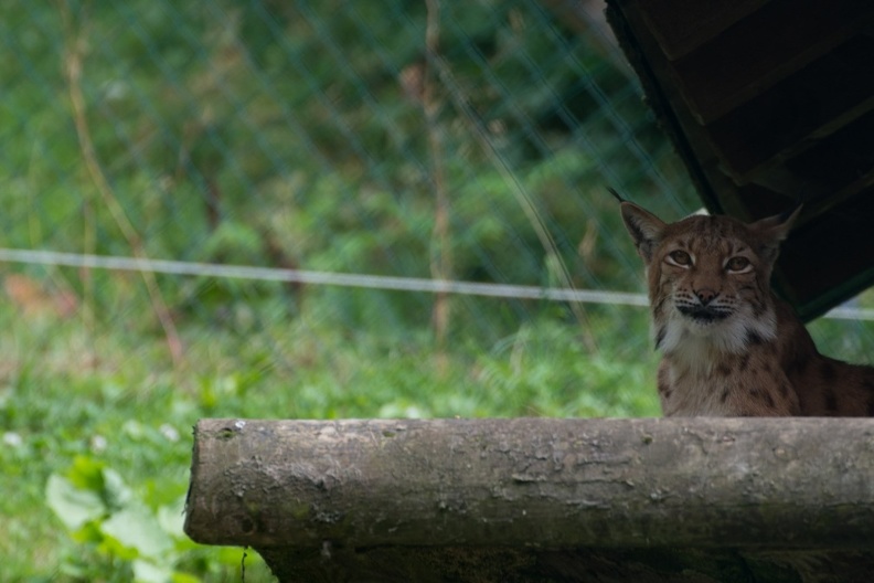 20130726-FOX 8798