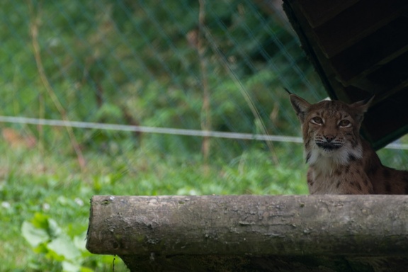 20130726-FOX 8798