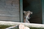 20130726-FOX 8804