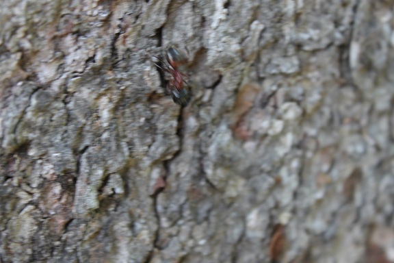 IMG 2350