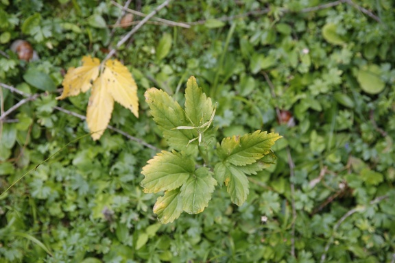 R6A5261