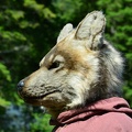 FOX 3532