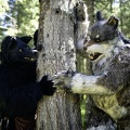 Lake Side Furs 2023 603
